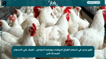 تغير جديد في أسعار الفراخ البيضاء ببورصة الدواجن.. تعرف على الأسعار المحدثة الآن